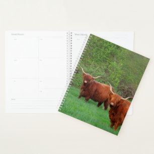 Scottish Highland Steer Planer