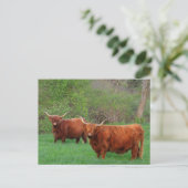 Scottish Highland Steer Postcard Postkarte (Stehend Vorderseite)