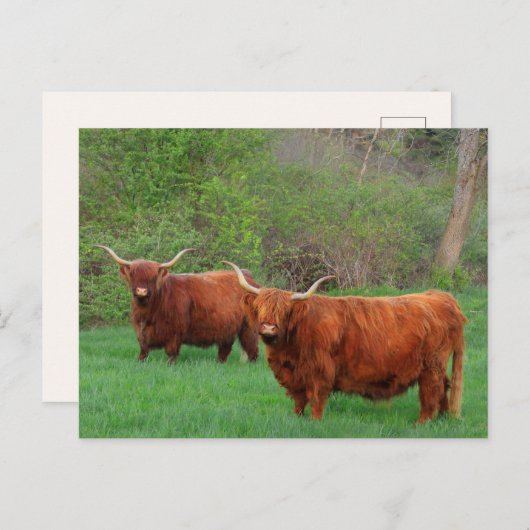 Scottish Highland Steer Postcard Postkarte (Vorne/Hinten)