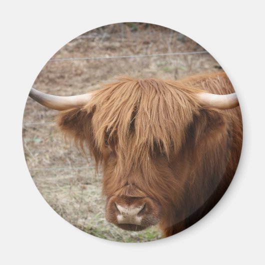 Scottish Highlander Magnet (Vorne)