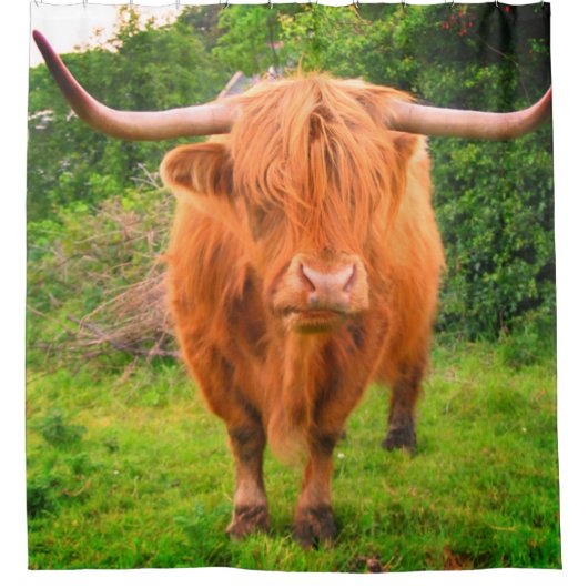 Scottish Long Horned Cow Duschvorhang (Vorderseite)