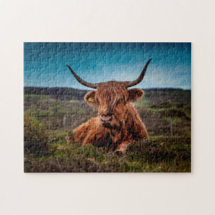 Scottish Oxen. Puzzle