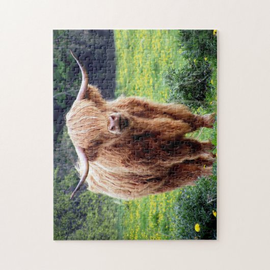 Scottish Oxen. Puzzle (Vertikal)