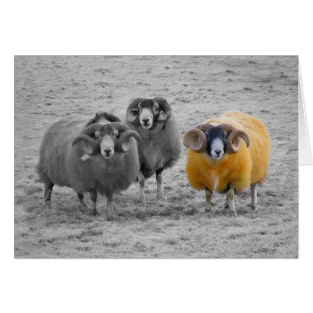 Scottish Rams (Vorderseite (Horizontal))
