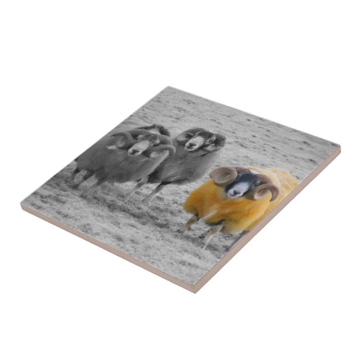 Scottish Rams Fliese (Seite)