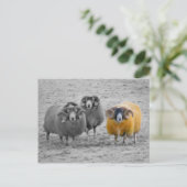 Scottish Rams Postkarte (Stehend Vorderseite)