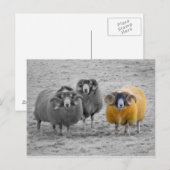 Scottish Rams Postkarte (Vorne/Hinten)