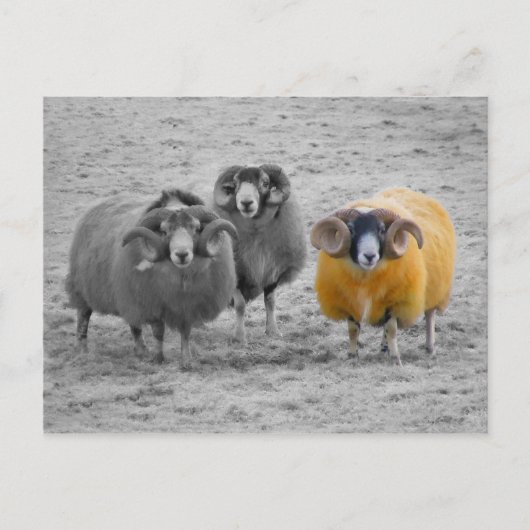 Scottish Rams Postkarte (Vorderseite)