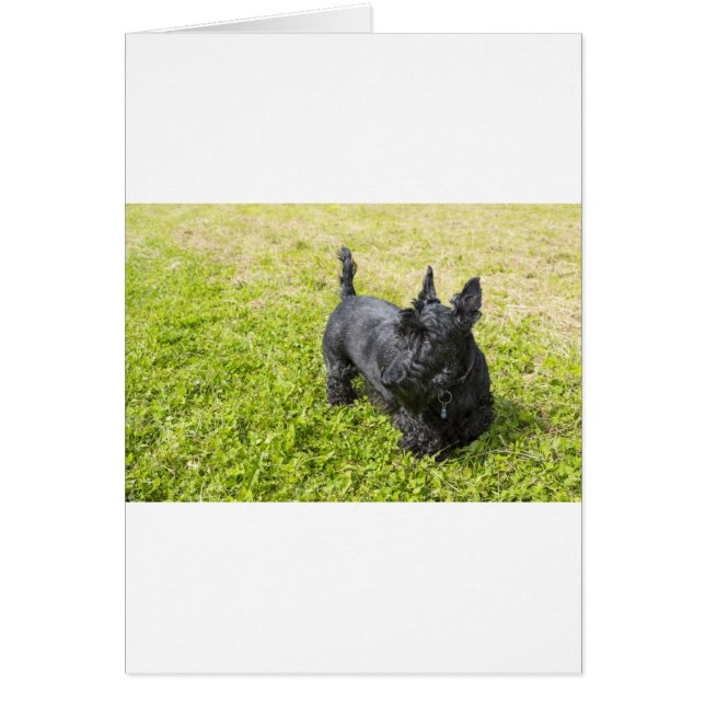 Scottish Terrier (Vorne)