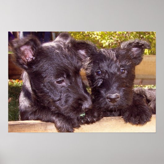 Scottish Terrier Black Happy Welpen nah Poster (Vorne)