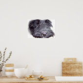 Scottish Terrier Black, Hundekopf nah Poster (Küche)