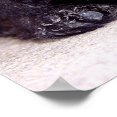 Scottish Terrier Black Welppy napping nah Poster (Ecke)