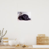 Scottish Terrier Black Welppy napping nah Poster (Küche)