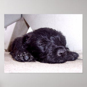 Scottish Terrier Black Welppy napping nah Poster