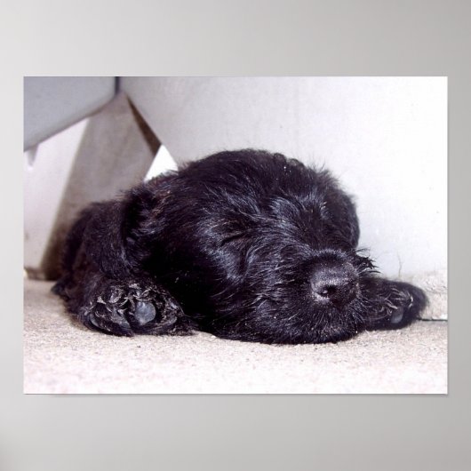 Scottish Terrier Black Welppy napping nah Poster (Vorne)