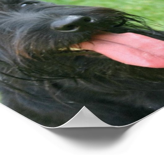 Scottish Terrier Canvas Print Poster (Ecke)