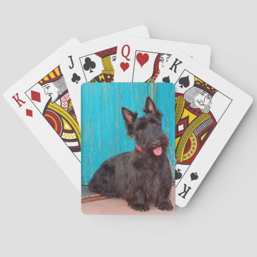 Scottish Terrier, das durch bunten Eingang sitzt Spielkarten (Rückseite)
