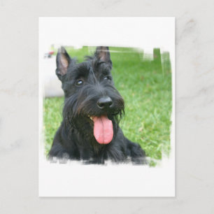 Scottish Terrier Dog Postcard Postkarte