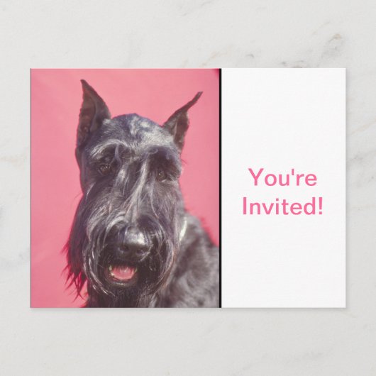 Scottish Terrier Einladungspostkarte (Vorderseite)