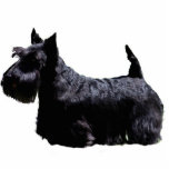 Scottish Terrier Fotoskulptur Ornament<br><div class="desc">Scottish Terrier</div>