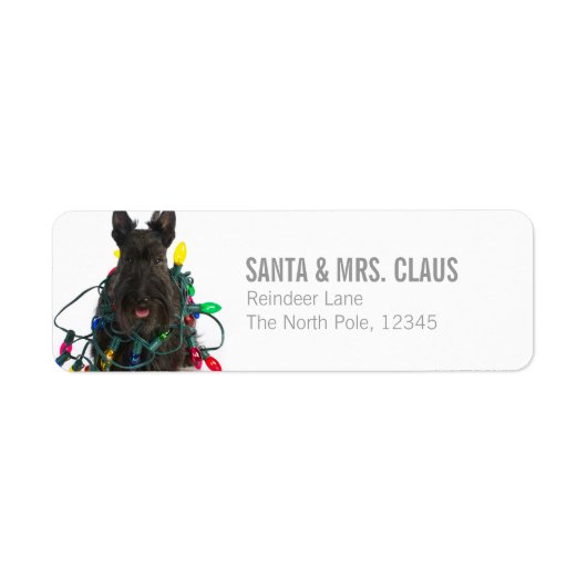 Scottish Terrier hangled in Christmas Lights (Vorne)