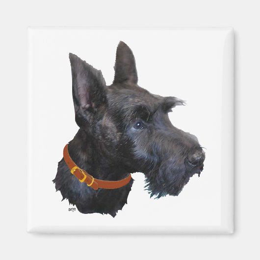 Scottish Terrier Head Study Magnet (Vorne)