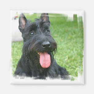 Scottish-Terrier-Hundemagnet Magnet