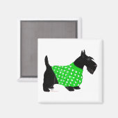 Scottish Terrier in einem Pullover Magnet (Vorderseite/Rückseite)