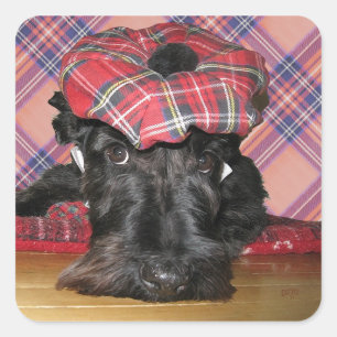 Scottish Terrier in einem Tam-o-Shanter Quadratischer Aufkleber