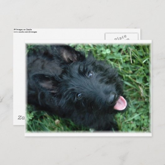 Scottish Terrier in Grass - Niedlich Scotty Postkarte (Vorne/Hinten)