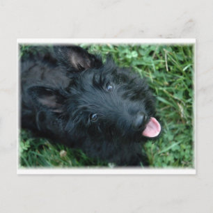 Scottish Terrier in Grass - Niedlich Scotty Postkarte