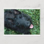 Scottish Terrier in Grass - Niedlich Scotty Postkarte (Vorderseite)