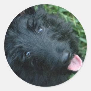 Scottish Terrier in Grass - Niedlich Scotty Runder Aufkleber
