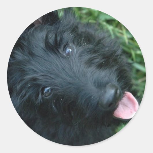 Scottish Terrier in Grass - Niedlich Scotty Runder Aufkleber (Vorderseite)