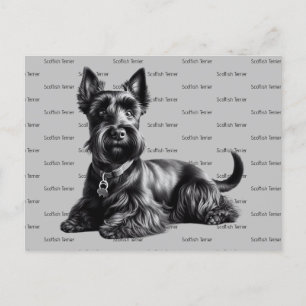 Scottish Terrier in Postkarte