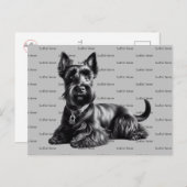 Scottish Terrier in Postkarte (Vorne/Hinten)