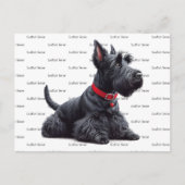 Scottish Terrier in Postkarte (Vorderseite)