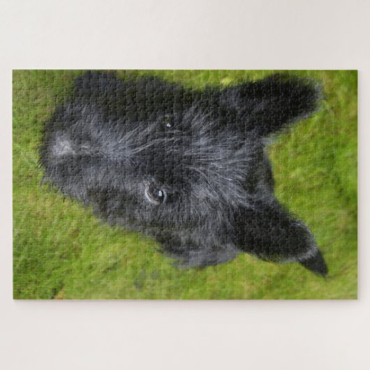 Scottish Terrier Jigsaws. Puzzle (Horizontal)