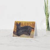 Scottish Terrier, Karte (Vorderseite)