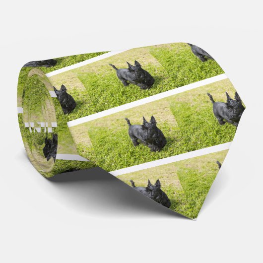 Scottish Terrier Krawatte (Gerollt)