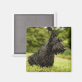 Scottish Terrier Magnet (Vorderseite/Rückseite)
