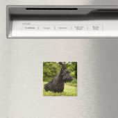 Scottish Terrier Magnet (In Situ (Geschirrspüler))