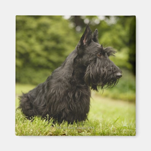 Scottish Terrier Magnet (Vorne)