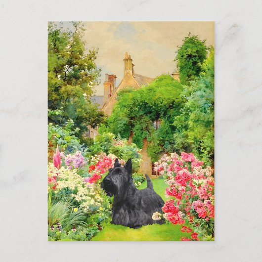Scottish Terrier Post Card Postkarte (Vorderseite)