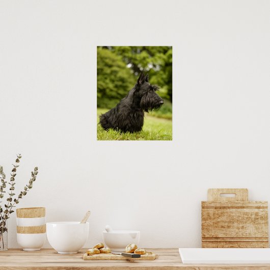 Scottish Terrier Poster (Küche)