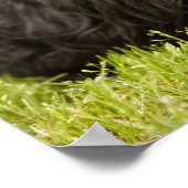 Scottish Terrier Poster (Ecke)