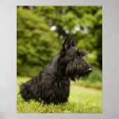 Scottish Terrier Poster (Vorne)