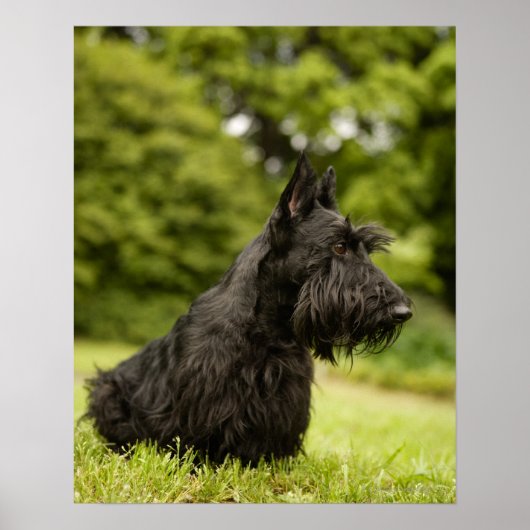 Scottish Terrier Poster (Vorne)