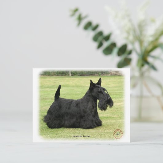 Scottish Terrier Postkarte (Stehend Vorderseite)