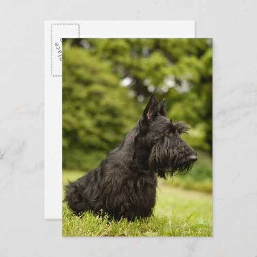 Scottish Terrier Postkarte (Vorne/Hinten)